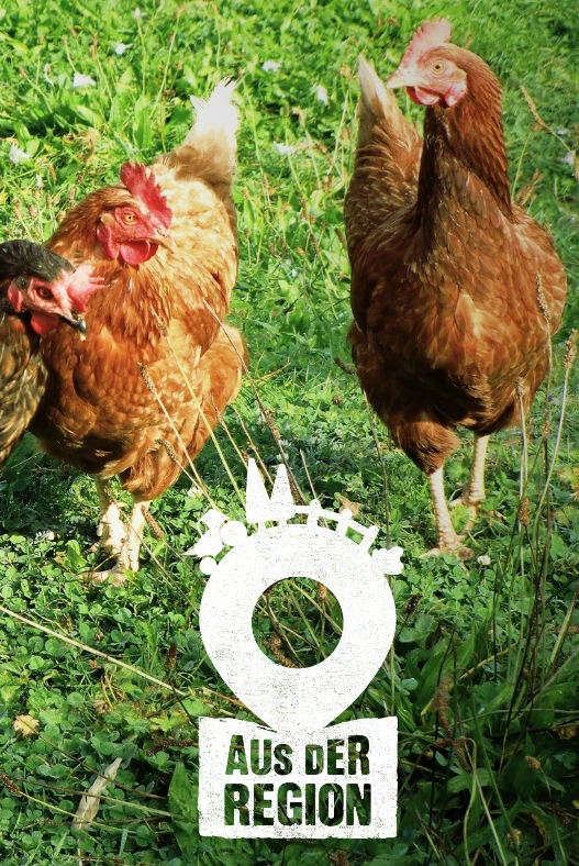 Produkte aus der Region - für unsere Gastronomen und Hotelliers Eine Gruppe von Hühnern auf einem Feld.